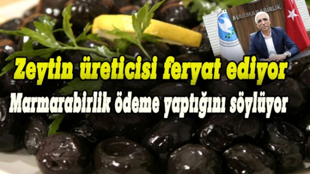 Zeytin üreticisi feryat ediyor:  Marmarabirlik ödemeye yapıyoruz