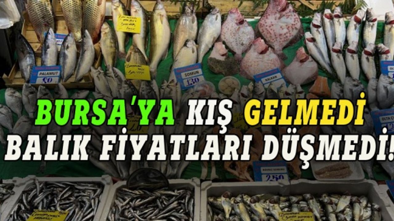 Bursa'ya kış gelmedi, balık fiyatları düşmedi