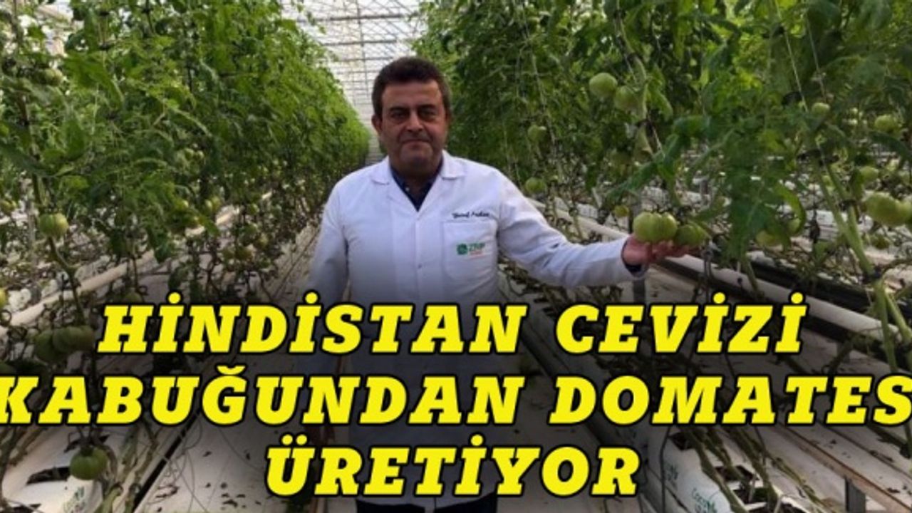 Bursa'da Hindistan cevizi kabuğundan domates üretiyor