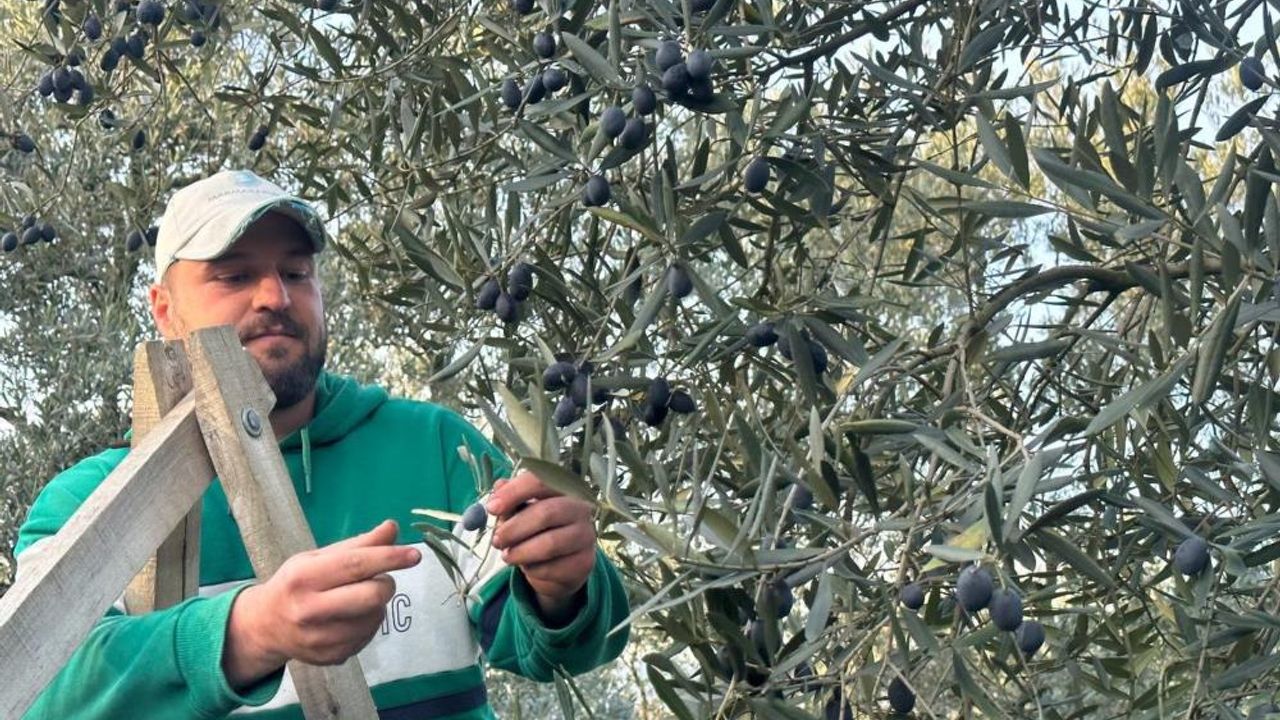 Bursa'daki zeytin ağacı şaşırttı