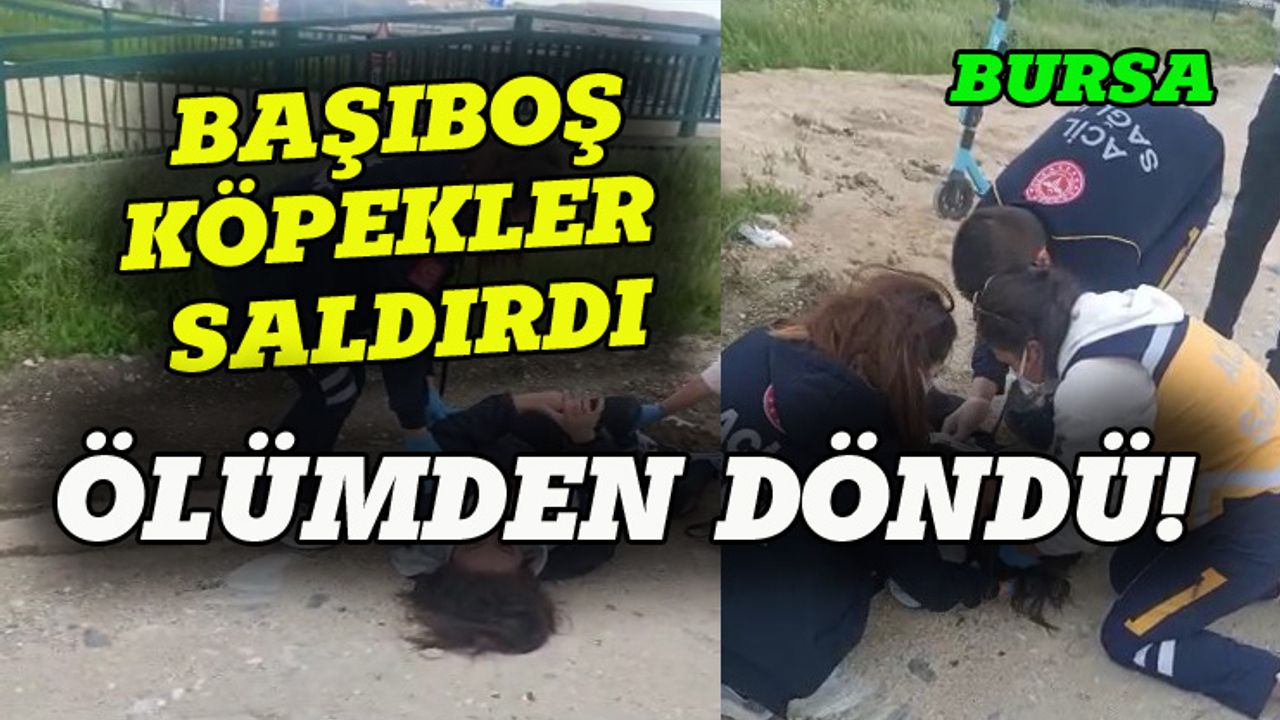 Bursa'daki köpekler kız çocuğuna saldırdı