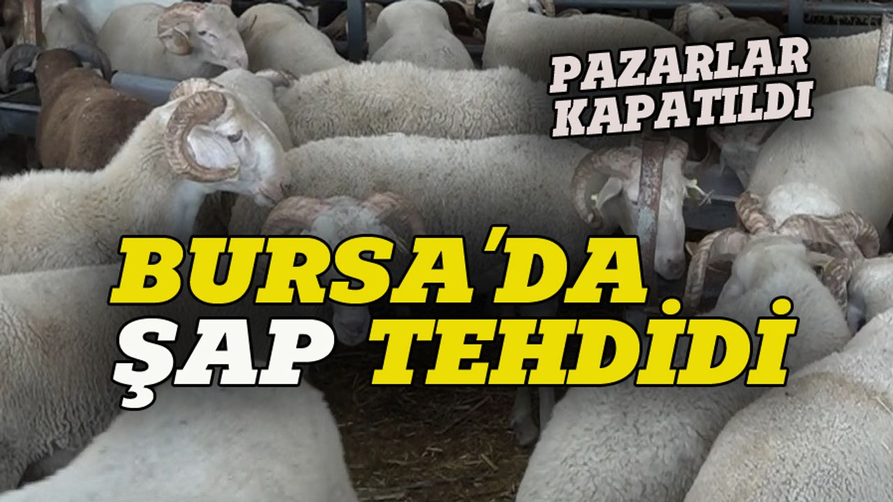 Bursa'da şap tehdidi, hayvan pazarları kapatıldı