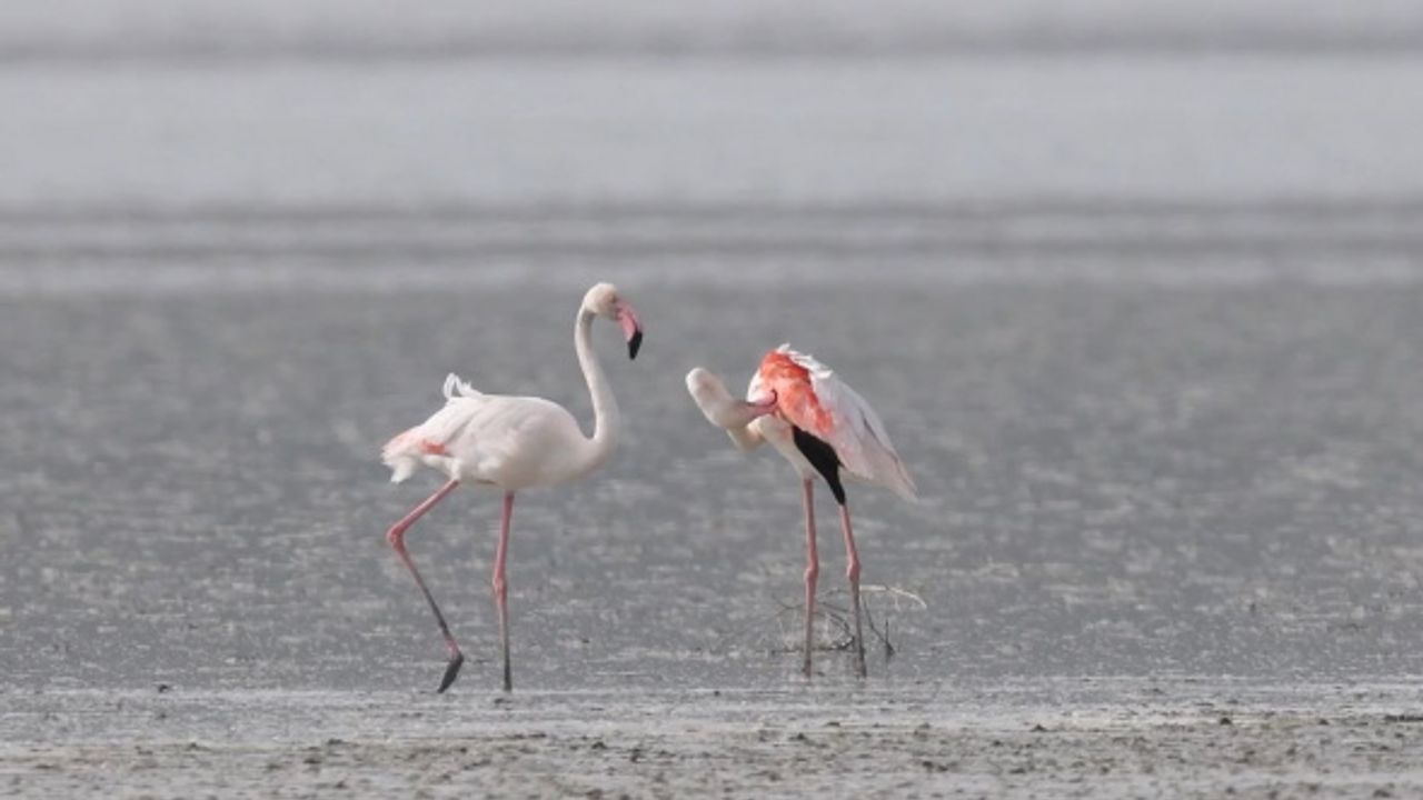 Flamingoların dansı büyüledi