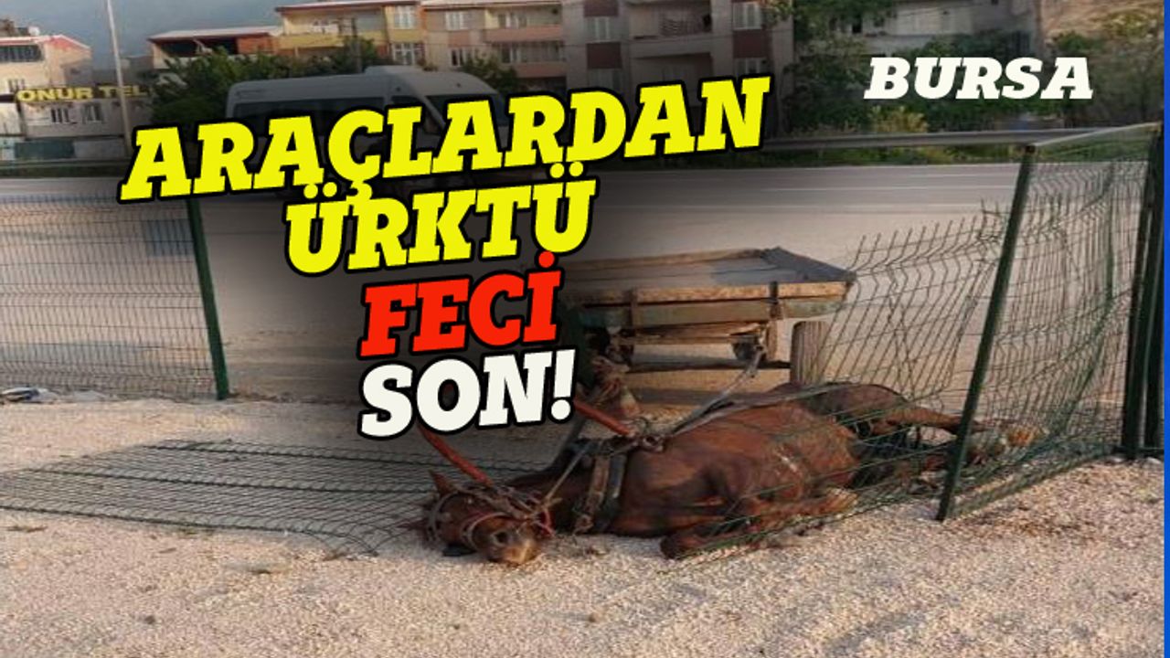 Bursa'da araçlardan ürken at, korkuluklara çarparak öldü!