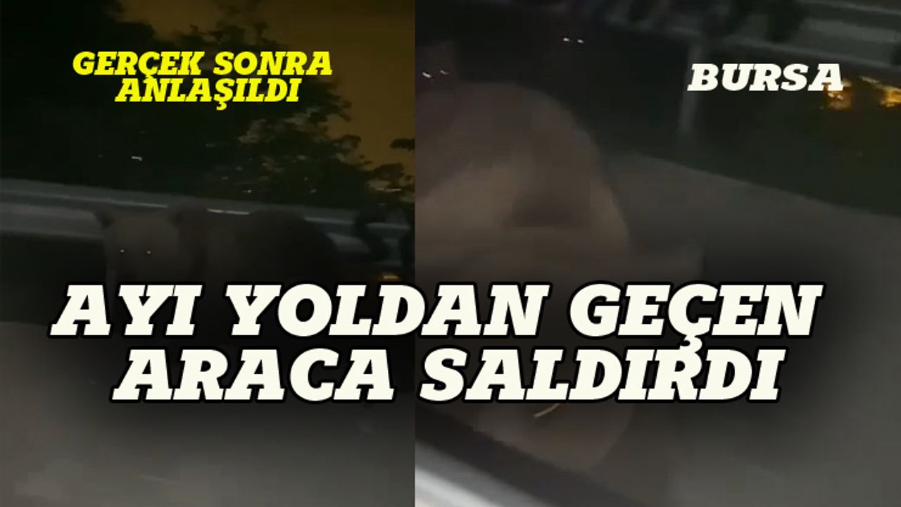 Bursa'da ayı otomobildekilere saldırdı!
