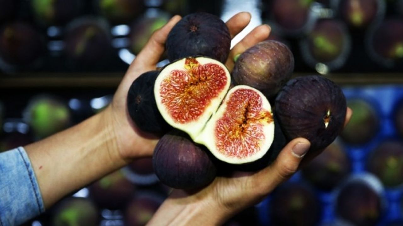 Yazgan: Bursa inciri ekonomiye katkı sağlıyor