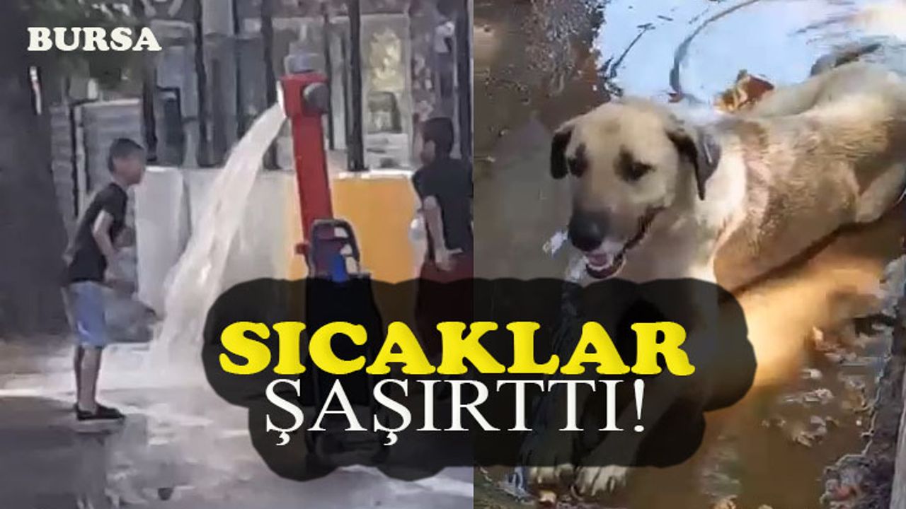Bursa'da hayvanlar da, insanlar da bunaldı!