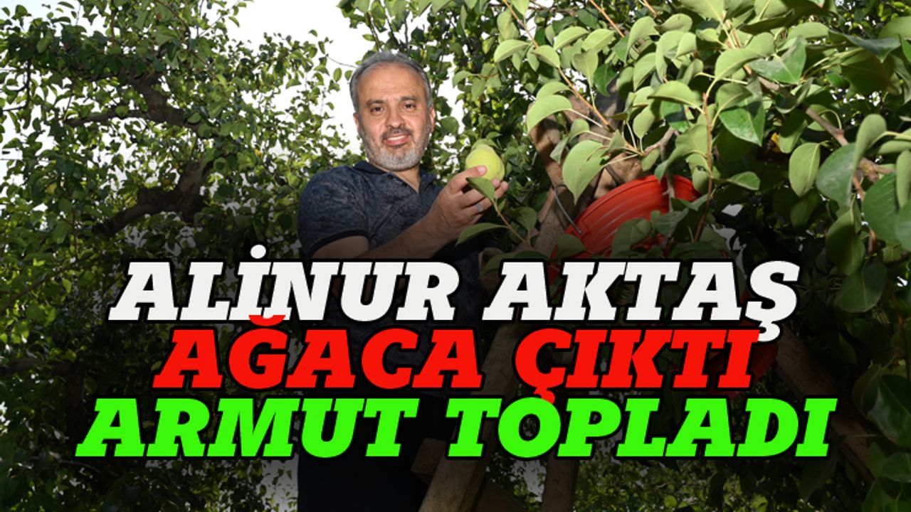 Alinur Aktaş ağaca çıktı, armut topladı