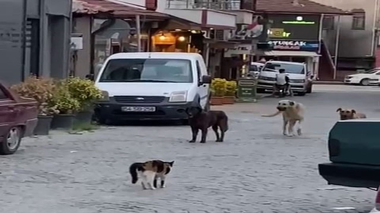 Köpekleri sokaktan geçirmedi