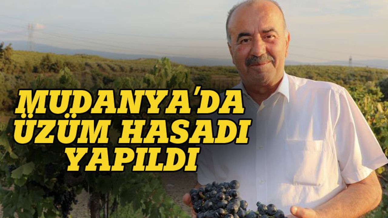 Bursa'da üzüm hasadı yapıldı
