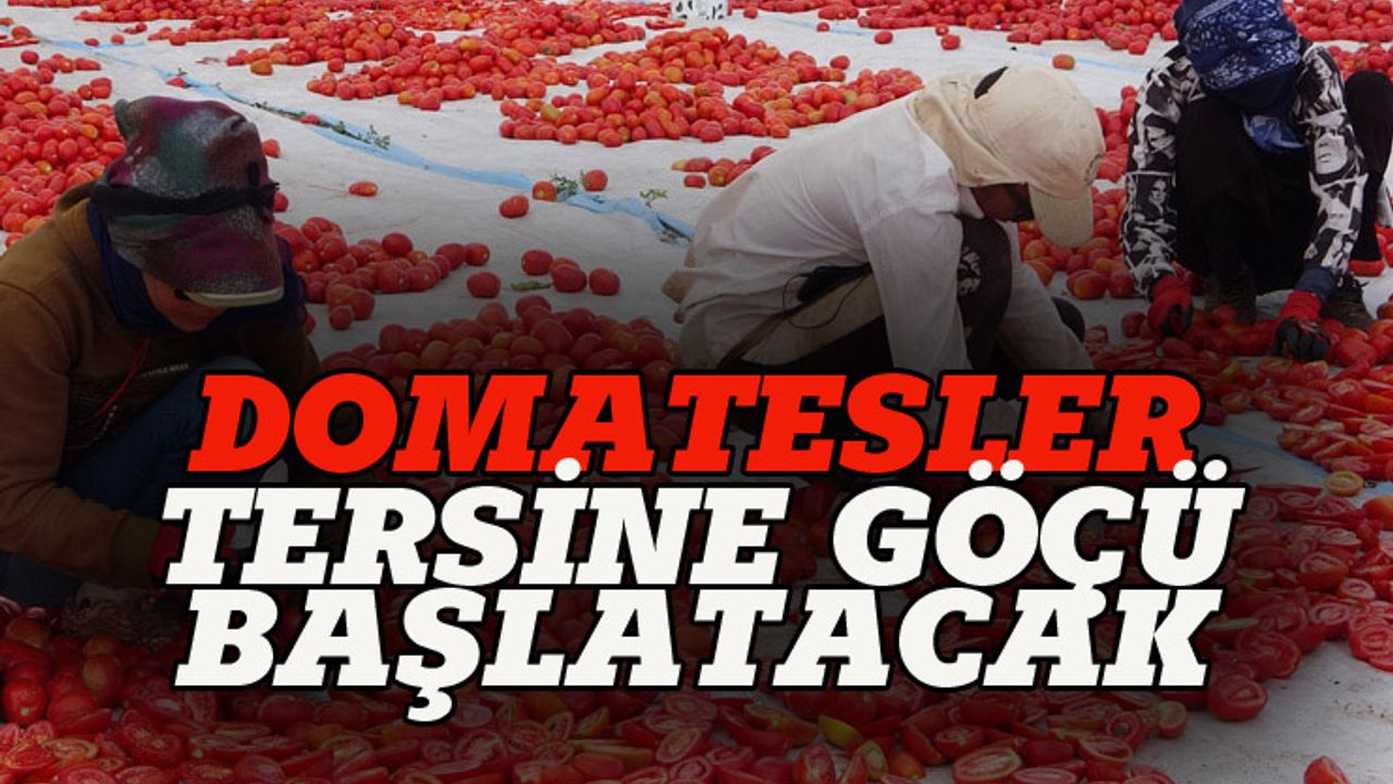 Bitlis'in domatesleri tersine göçü başlatacak