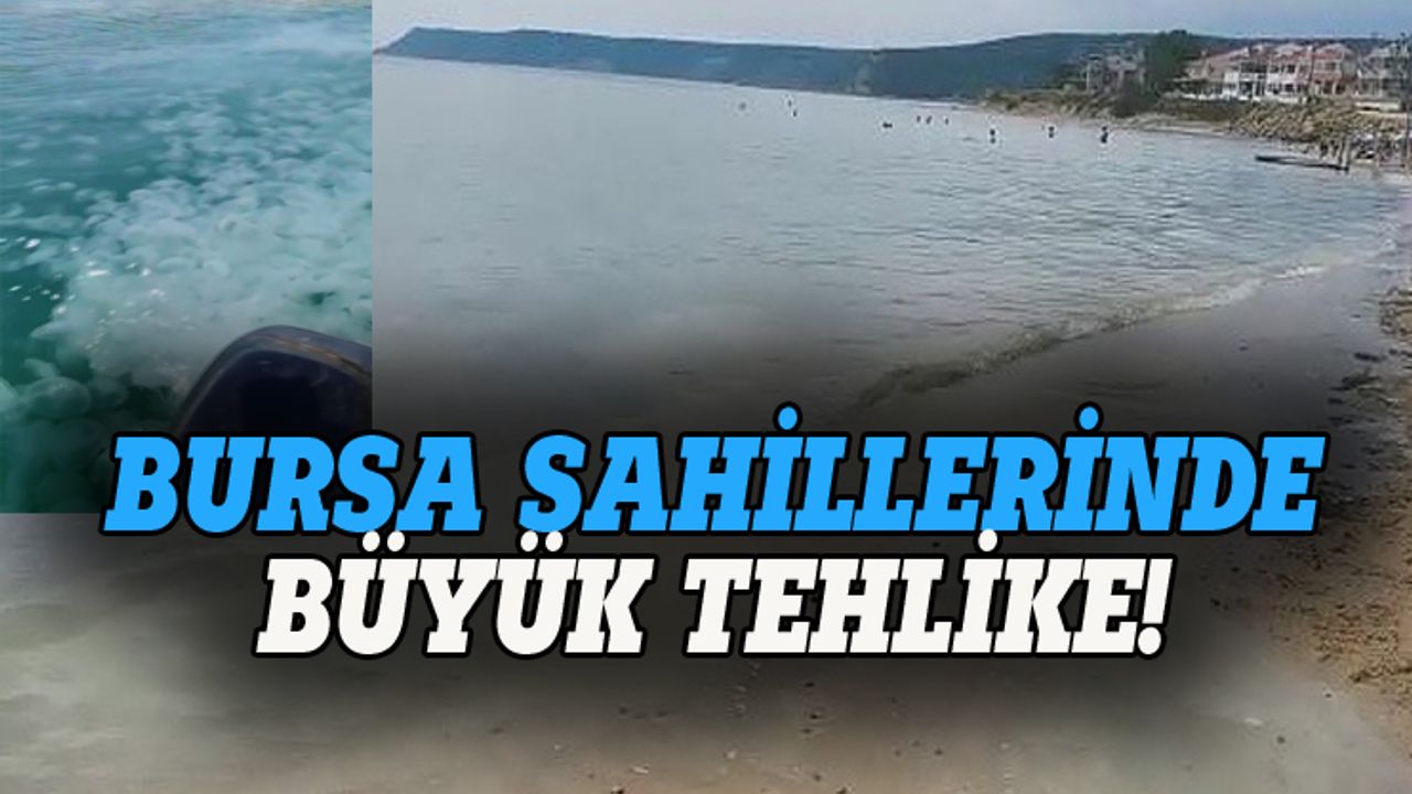 Bursa'da sahillerinde denizanası tehlikesi!