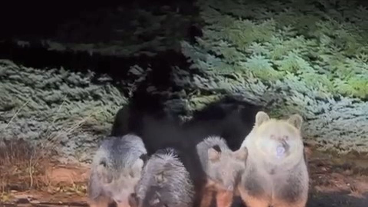 Kış uykusuna yatmayan ayılar şaşırtıyor
