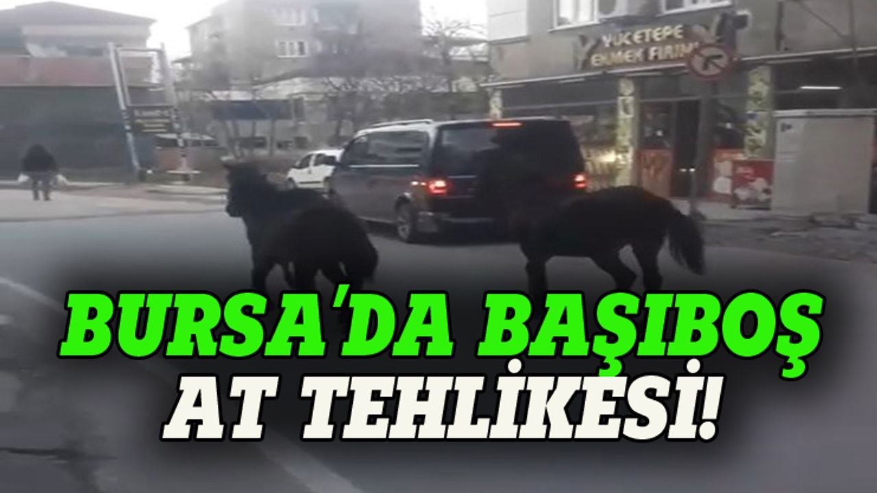 Bursa'nın başıboş atları sürücüleri ürkütüyor