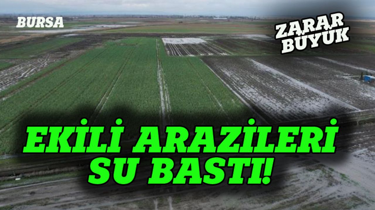 Bursa'da tarım arazilerini su bastı, zarar büyük!