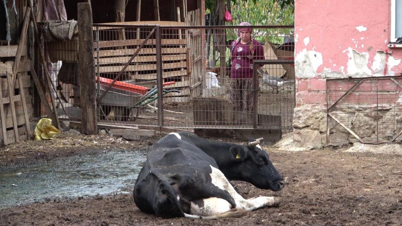 Besiciler iflas ediyor, Tarım ve Orman Bakanlığı seyrediyor!