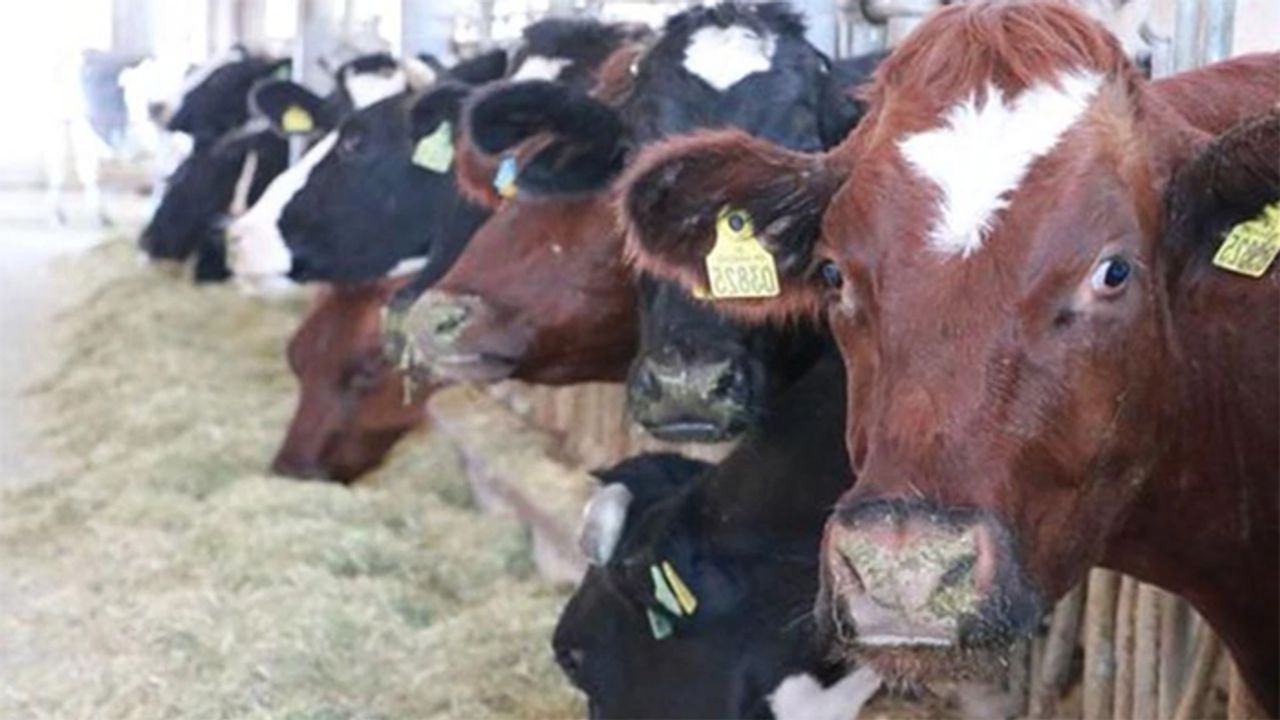 Arpa fiyatı arttı, hayvancılık yapanlar şaşkın