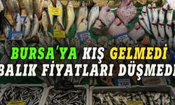 Bursa'ya kış gelmedi, balık fiyatları düşmedi