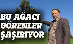 Asırlara meydan okuyan ağaç
