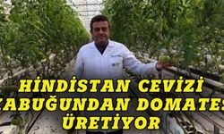 Bursa'da Hindistan cevizi kabuğundan domates üretiyor