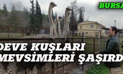 Deve kuşları mevsimleri şaşırdı!