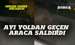 Bursa'da ayı otomobildekilere saldırdı!