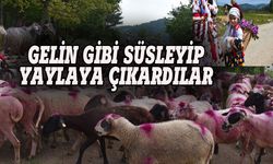 Sakarya'da bitmeyen gelenek: Gelin gibi süslediler, yaylaya çıkardılar