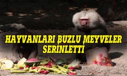 Bursa'da hayvanlar buzlu meyvelerle serinledi