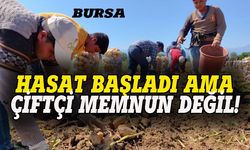 Bursa'da patates hasadı başladı ama çiftçi memnun değil!