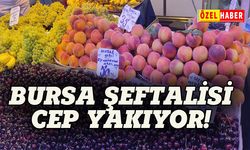 Bursa şeftalisi cep yakıyor!