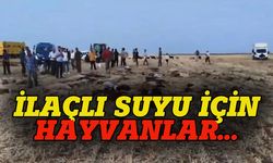 İlaçlı  suyu için koyunlar can çekişerek öldü!