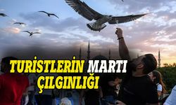 Turistlerin  martılara ilgisi giderek artıyor