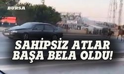 Bursa'da sahipsiz atlar başa bela oldu!