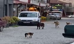 Köpekleri sokaktan geçirmedi