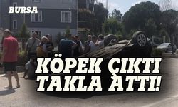 Bursa'da köpeğe çarpmadı ama araç takla attı!
