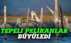 Bursa'da tepeli pelikan şöleni