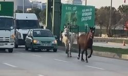 Bursa'da yolda gezen atlar sürücüleri korkuttu!