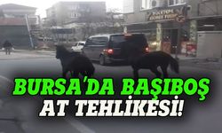 Bursa'nın başıboş atları sürücüleri ürkütüyor