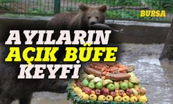 Bursa'da yavru ayılara yaş günü partisi