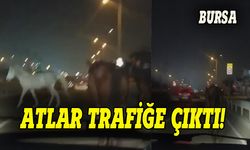 Bursa'da atlar trafiğe çıktı