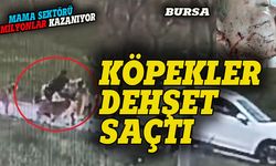 Bursa'da köpeklerin saldırdığı adam ölümden döndü
