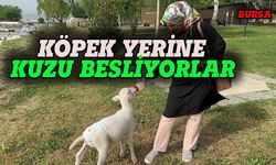 Bursa'da örnek oluyorlar, köpek yerine kuzu bakıyorlar