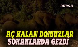Bursa'da aç kanal domuzlar sokaklarda gezdi