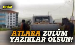 Bursa'da atlara zulüm!