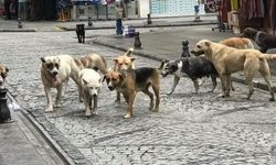 Bakanlık sorumsuz davrandı, sokak hayvanı konusu patladı