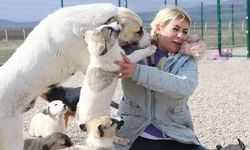 Köpek algısıyla servet edindiği iddia edildi!