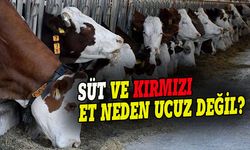 Türkiye'de süt ve kırmızı et fiyatları neden düşmüyor?