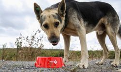 Sahipsiz köpek düzenlemesi resmen yasalaştı! Ötanazi...