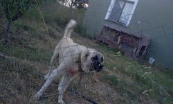 Bursa'da, çiftçiyi parçalayan köpeğin sahibi gözaltında