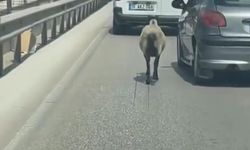 Bursa'da firar eden koyun, trafiği birbirine kattı!